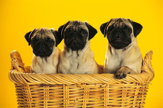 Three little pug puppies sitting in a basket