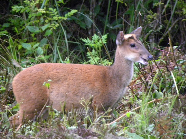 Barking Deer, K Gudi