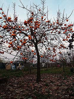 Un albero di cachi. Foto di Andrea Mangoni.