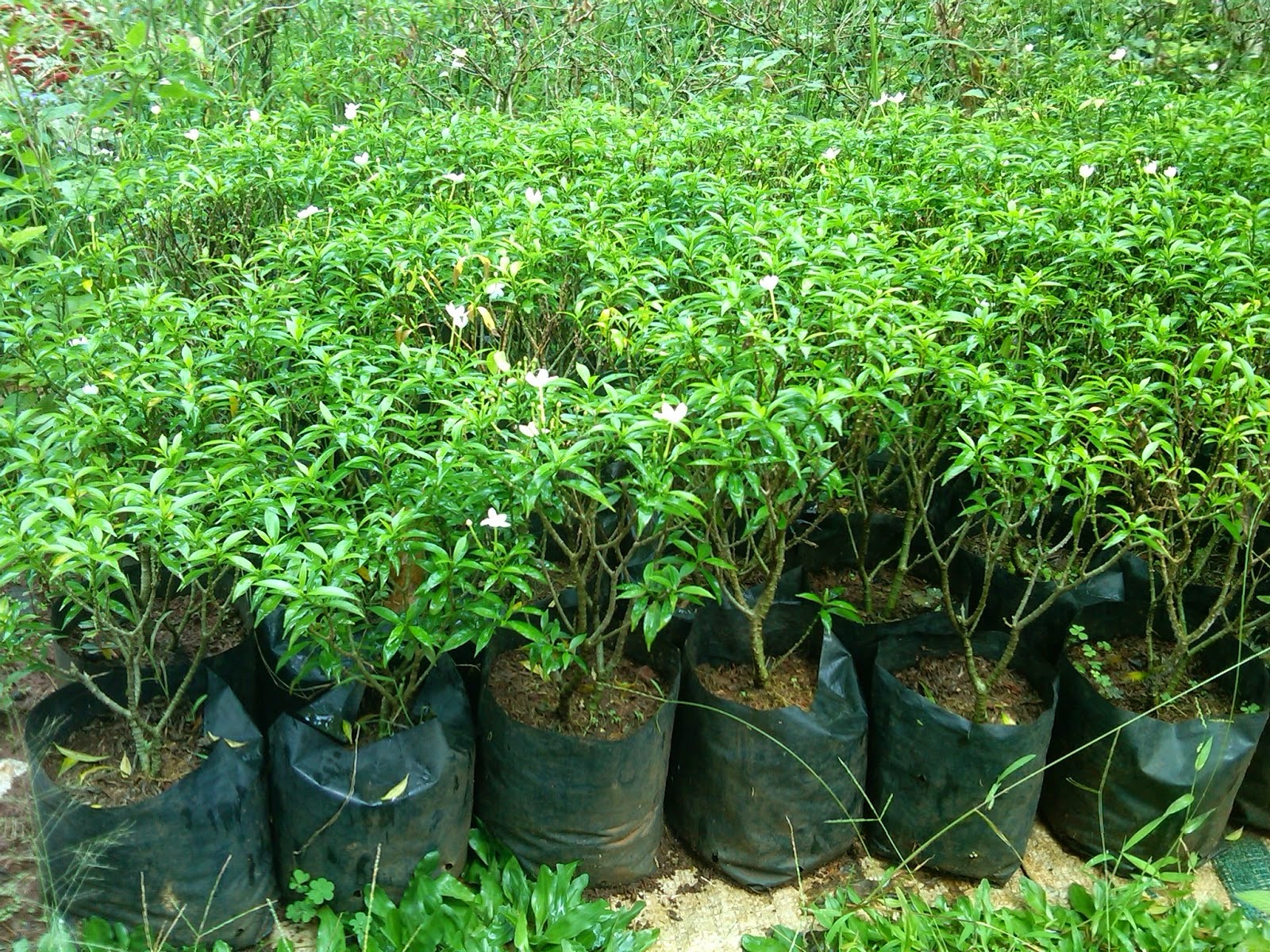 Jual Pohon Rembosa Mini Tanaman Hias Murah Pohon 