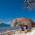 Pulau Komodo (komodo Island) satu  dari tujuh keajaiban dunia.