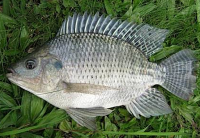 Jenis ikan nila yang cepat besar