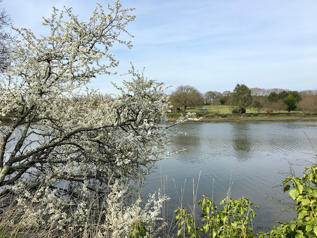 branches, printemps, allées, bourgeons, EMBAUMER, ENCHANTEMENT,