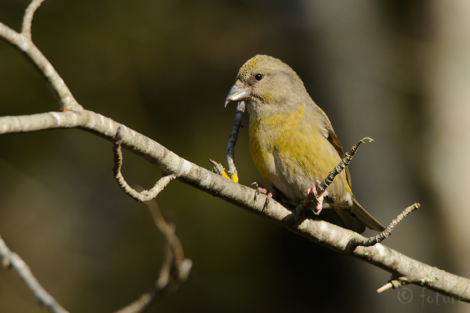 Kuuse-käbilind, Loxia curvirostra, Red Crossbill, common