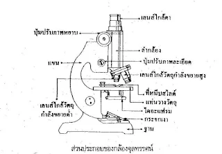 สรุปวิทย์ ม.1 เรื่องหน่วยของสิ่งมีชีวิตและพืช