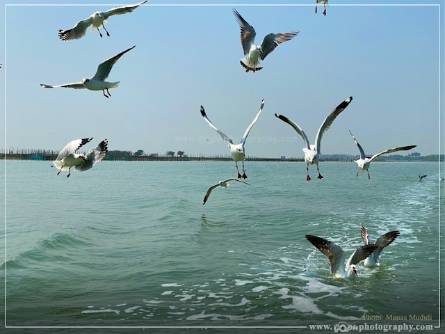 Birds inside Chilika Lake and Rajhans Island