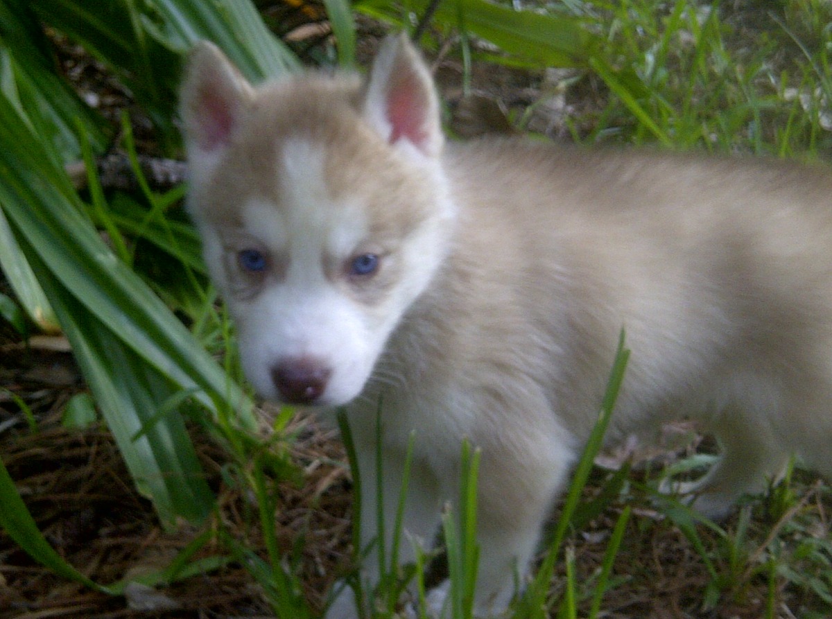 Cute Puppy Dogs: Siberian Husky Puppies With Blue Eyes