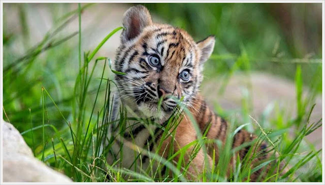 cute sumatran tiger cub photos