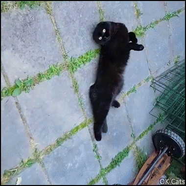 Cute Cat GIF • Funny black Scottish fold cat stretching on its back, wants belly rubs [ok-cats.com]