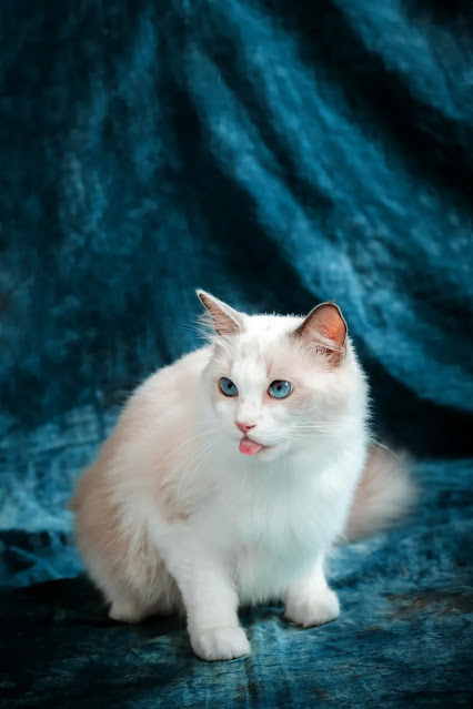 Ragdoll Cat