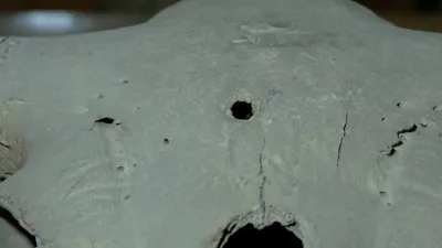 A close up of the skull bullet hole in the 40 thousand years old Bison skull.