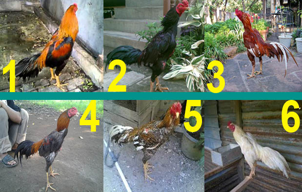 42+ Tren Gaya Jenis Jenis Warna Ayam, Campuran Warna