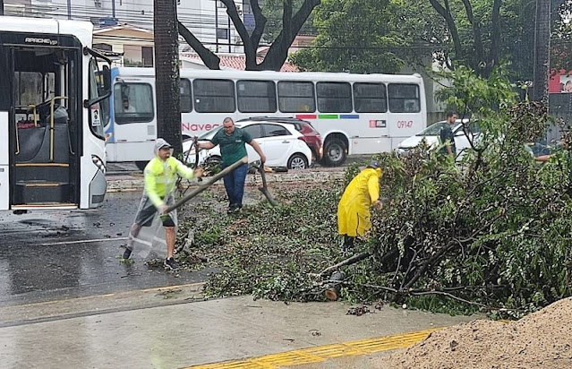 Equipes da Prefeitura de João Pessoas agem rápido após queda de árvore na Avenida Epitácio Pessoa
