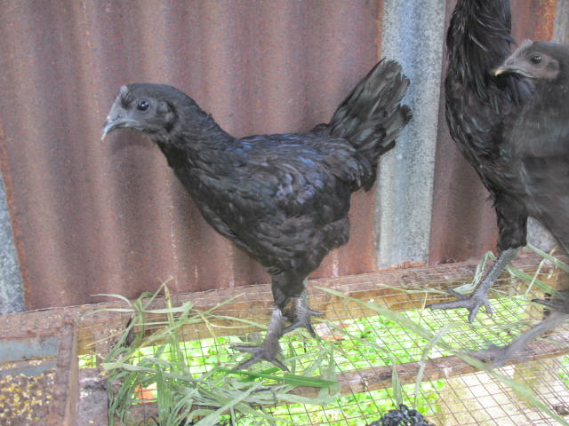 zali agro farm ayam  cemani 