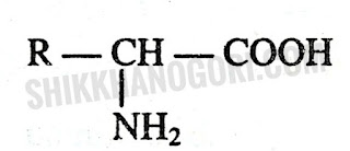 অ্যামিনো এসিড এর সংকেত কি RCHNH2COOH অ্যামাইনো এসিডের গাঠনিক সংকেত Amino Acid এর ছবি