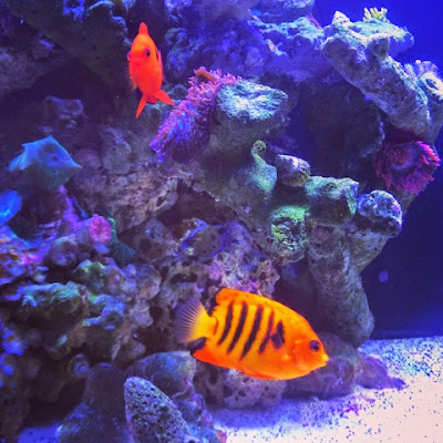 flame angelfish bonded pair