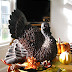 ~~~Turkeys at the Table and in the Dining Room!!!~~~