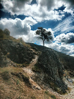 A tree growing out of a rock on the trail