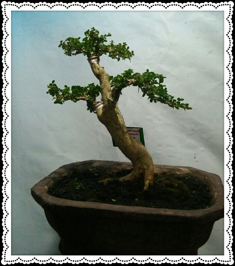 TIPS DAN CARA PRAKTIS MEMBUAT BONSAI MAME CentralBonsai 