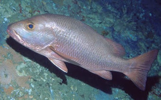 Lutjanus argentimaculatus - Red snapper - Thambalaya/තම්බලයා