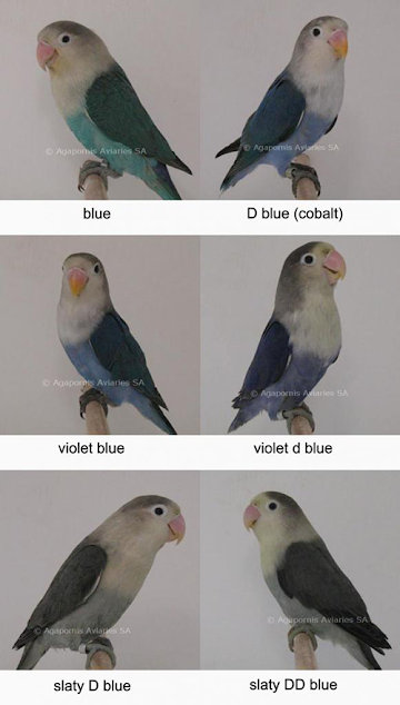 Mari Belajar Warna-warna Burung Lovebird