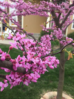 A young redbud tree in bloom outside a suburban home