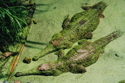 Australian freshwater Crocodile