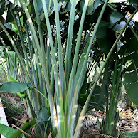 Chuối Dẻ Quạt