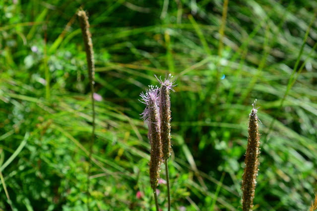 Plantago media