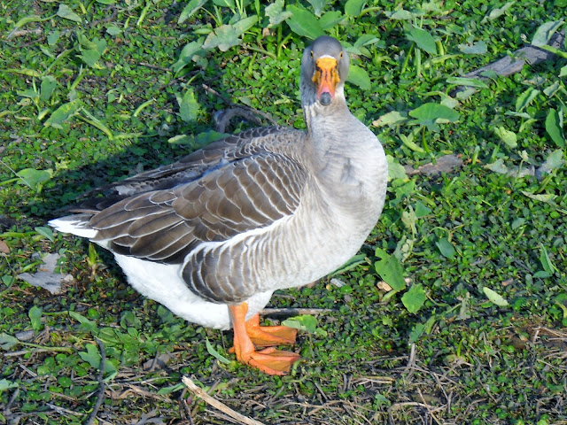 Brown Chinese Goose at Sunset Bay, White Rock Lake, Dallas, Texas