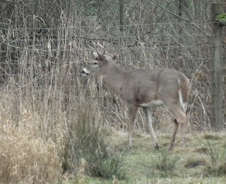 Greater Vancouver Zoo - White tailed deer