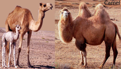 camel