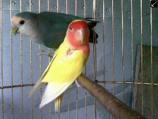 Lovebird Non Kacamata