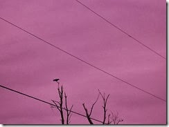 DSC03197