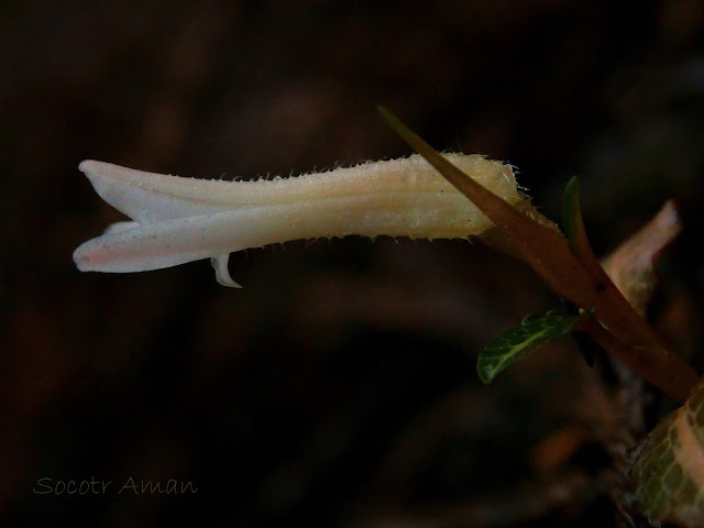 Goodyera biflora