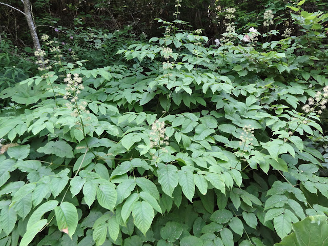 Аралия сердцевидная (Aralia cordata)