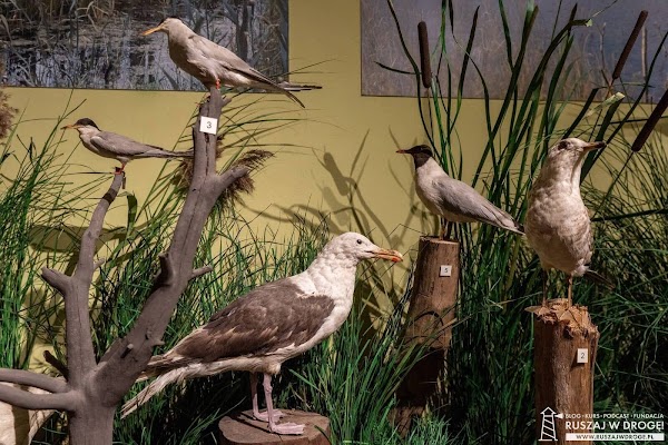 Ptaki na przyrodniczej wystawie zamku w Kwidzynie
