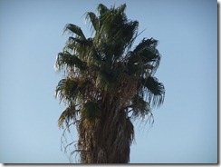 DSCF6355