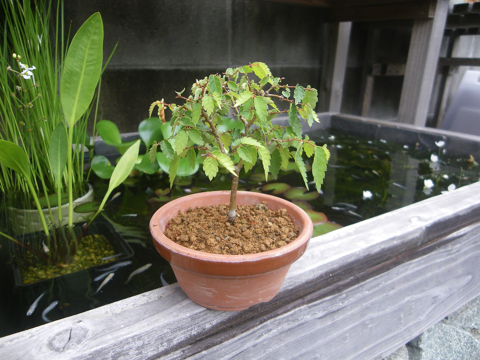 ケヤキのミニ盆栽の作り方 発芽 植え替え 剪定 メダカの大工