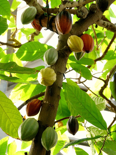 Theobroma cacao