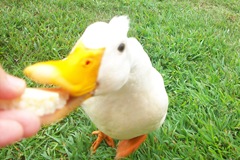 Ducks (53)