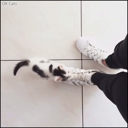 Funny Kitten GIF • Hungry kitty climbing up mom leg. “Feed me I can't wait“