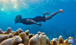 aktifitas snorkeling di pulau harapan