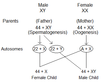 Sex Determination in Humans