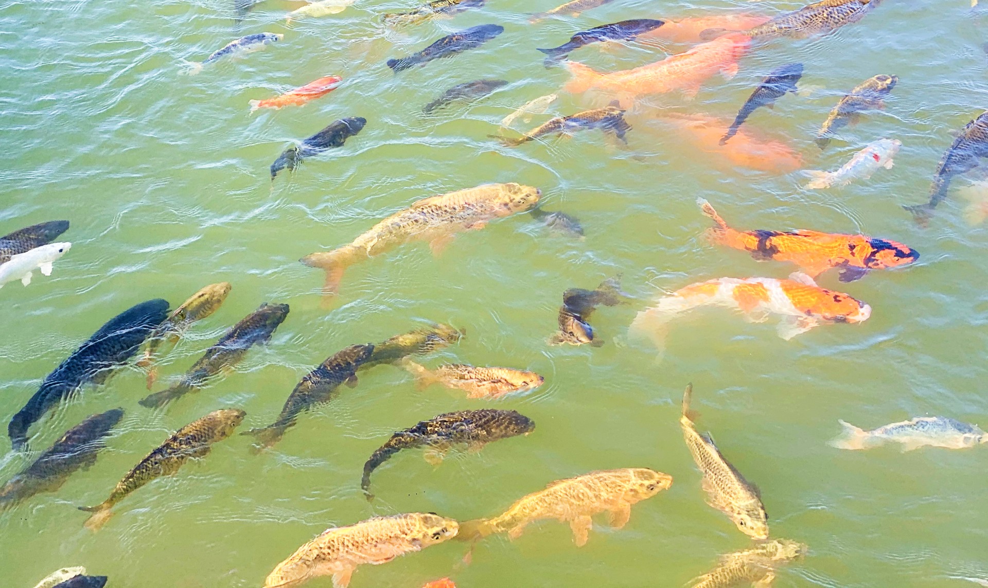 Fishes in Love Lake