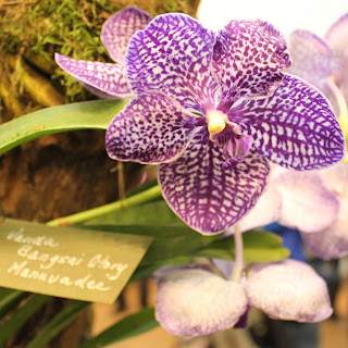 The purple orchid flower