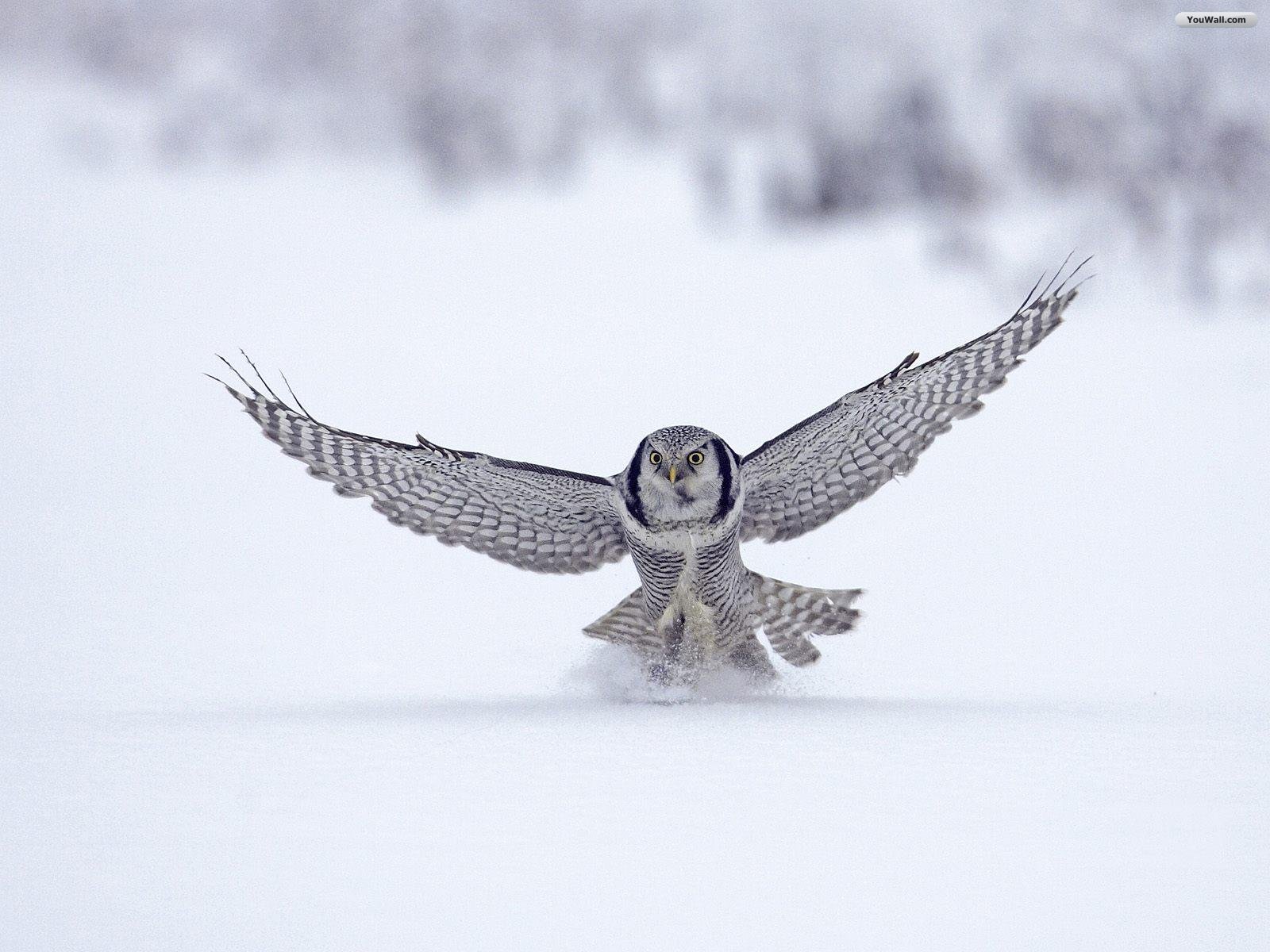 Owl Wallpapers | Fun Animals Wiki, Videos, Pictures, Stories