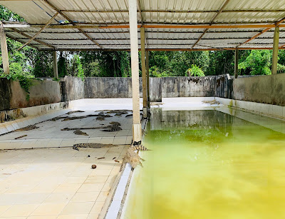 Menjelajah Penangkaran Buaya Teritip, Balikpapan - Maheswari Andini