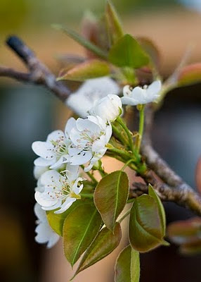 Pear blossoms