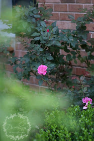 Pink Knock Out roses